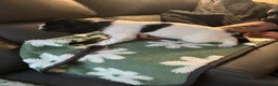 English Springer Spaniel dogs for sale: Beautiful litter 9 English Springer Spaniel pups - Advert 21