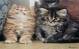 Maine Coon cats for sale: Champion Line Maine Coons –Rare, Fluffy, Gorgeous! - Image 12