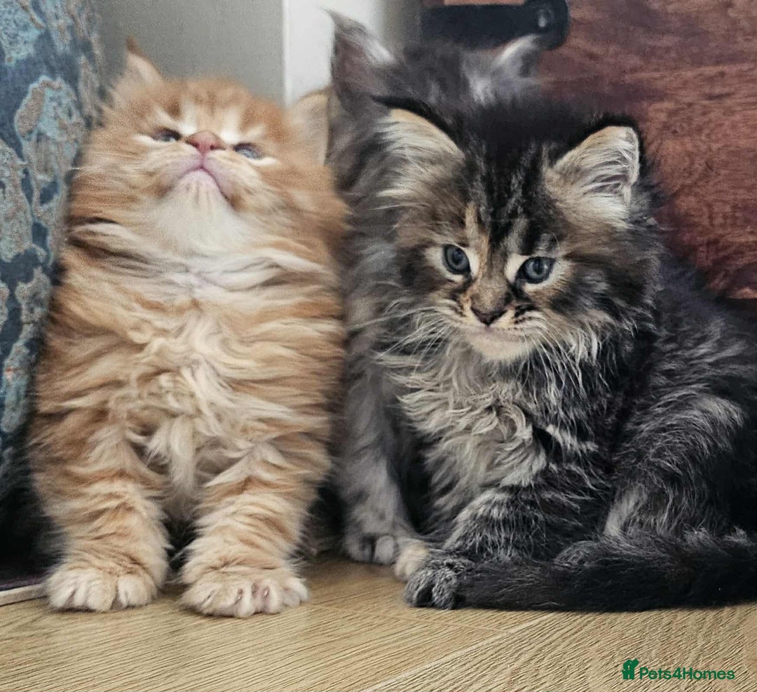 Maine Coon cats for sale: Champion Line Maine Coons –Rare, Fluffy, Gorgeous! - Image 12