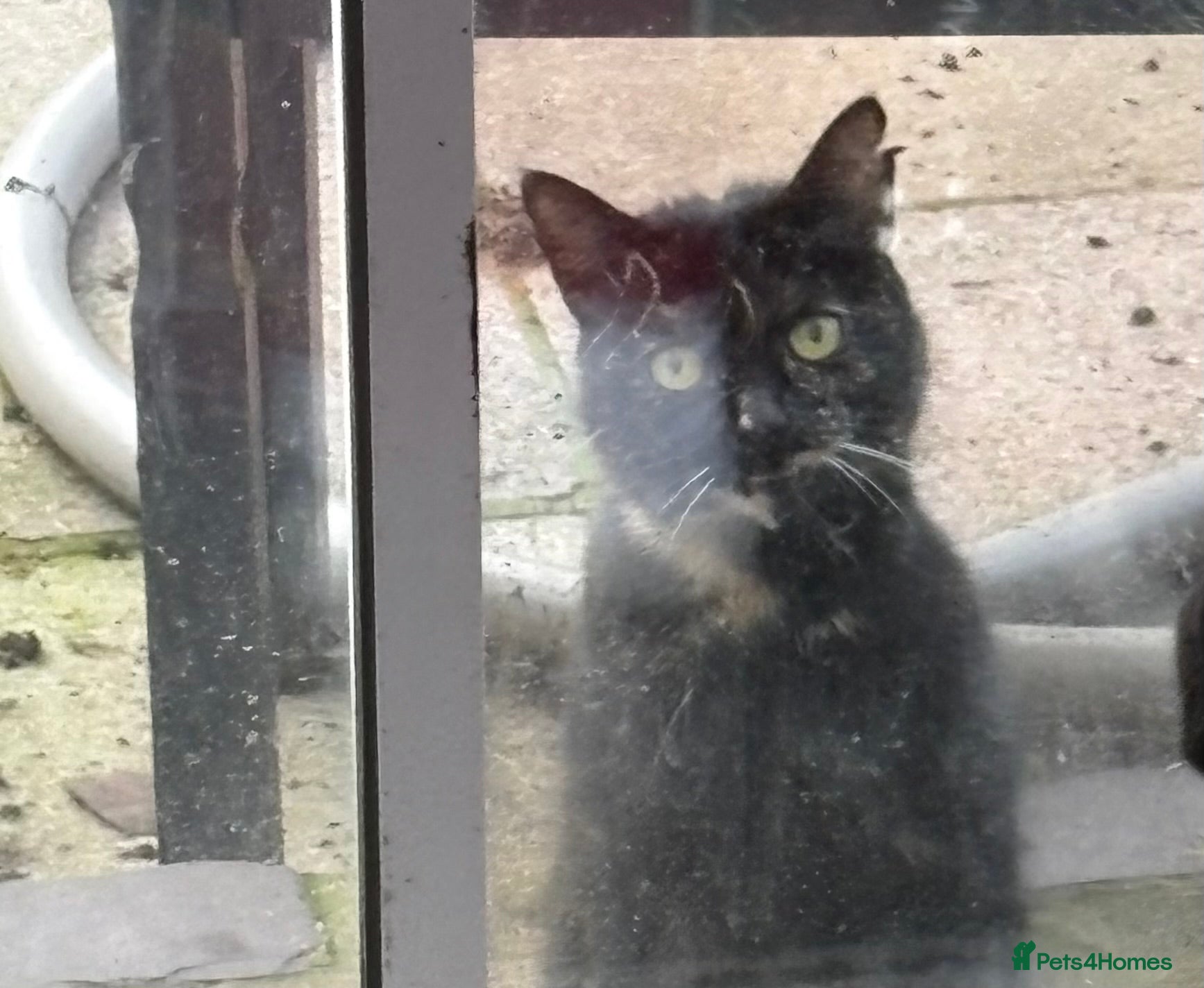 Mixed Breed cats One grey and white boy available  - Advert 4