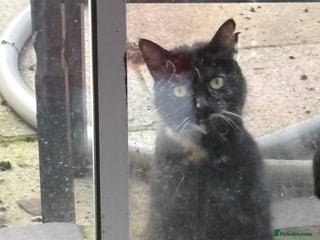 Mixed Breed cats One grey and white boy available - Advert 2