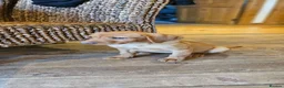 Labrador Retriever dogs for sale: Beautiful Labrador Puppies Available now - Advert 9