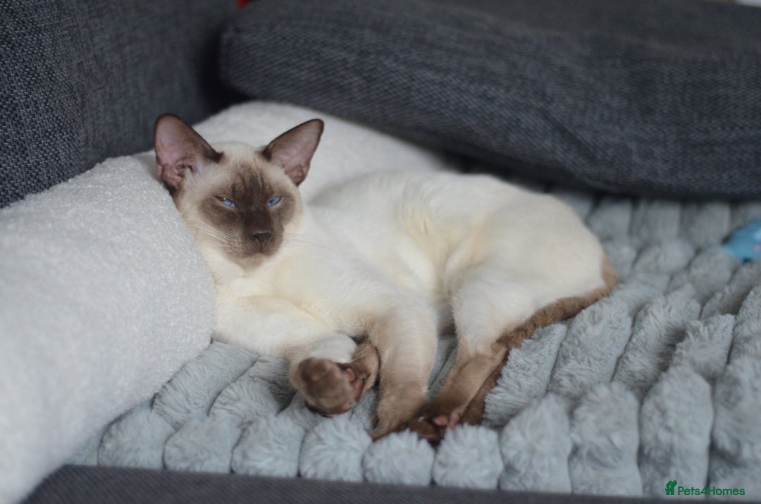 Siamese cats for stud: 🍫 CHOCCY POINT WEDGEHEAD TYPE SIAMESE STUD - Advert 2