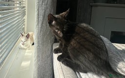 Domestic Shorthair cats for sale: Amazingly Tame, Beautiful Female Kittens  - Image 14