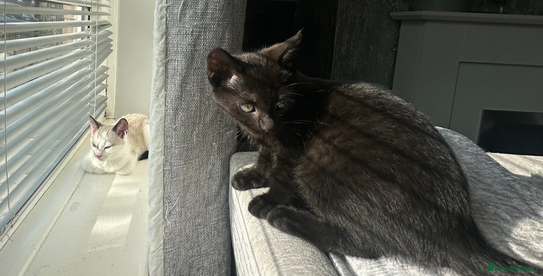 Domestic Shorthair cats for sale: Amazingly Tame, Beautiful Female Kittens  - Image 14