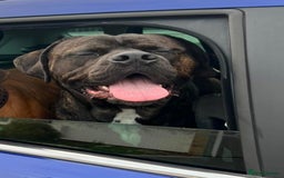 Cane Corso dogs for sale: Rusty the cane corso - Image 3