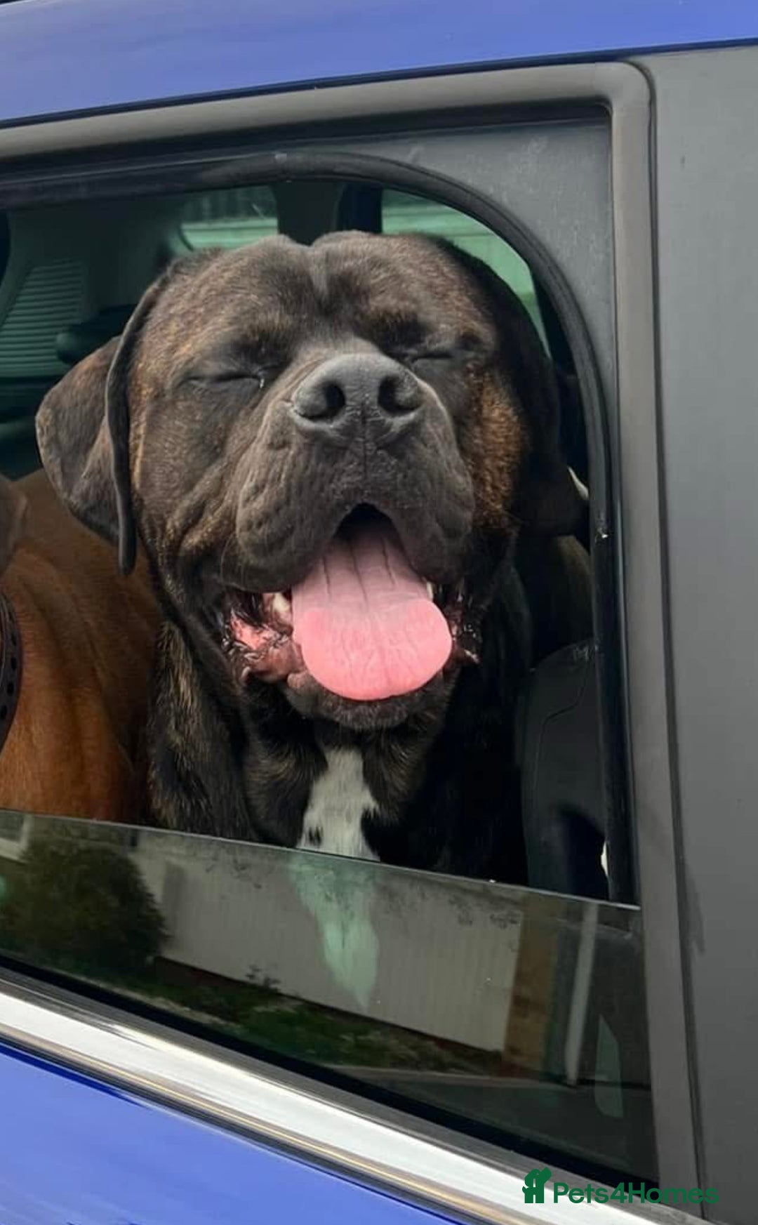 Cane Corso dogs for sale: Rusty the cane corso - Image 3