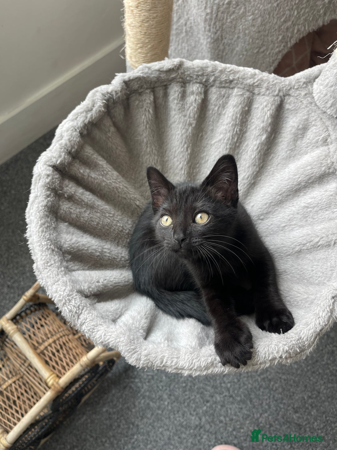 British Shorthair cats for sale: Beautiful kittens  in Gillingham - Image 13