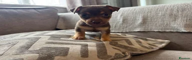 Jack Russell 2