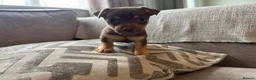 Jack Russell dogs for sale: Miniature Jack Russell  - Advert 6