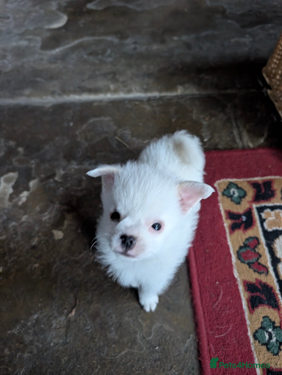 Mixed Breed dogs for sale: Pom cross pups  - Advert 3