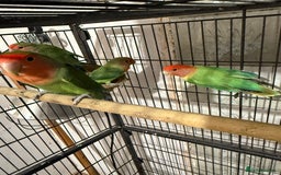 Canaries birds for sale: Love birds  - Image 2