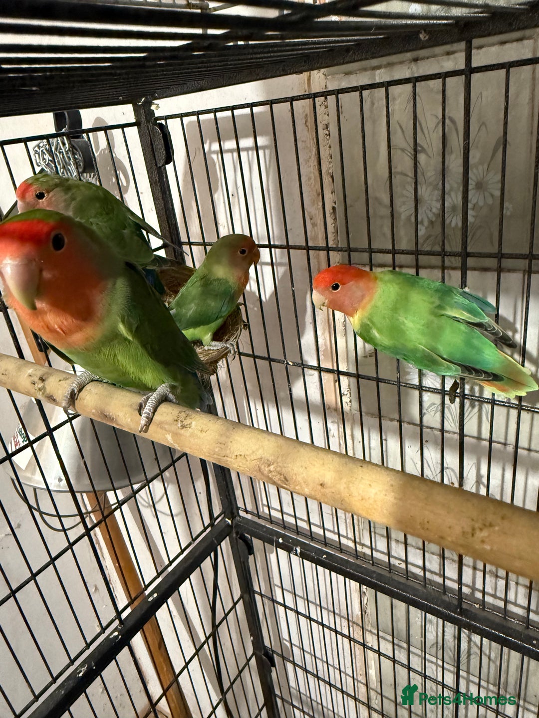 Canaries birds for sale: Love birds  - Image 2