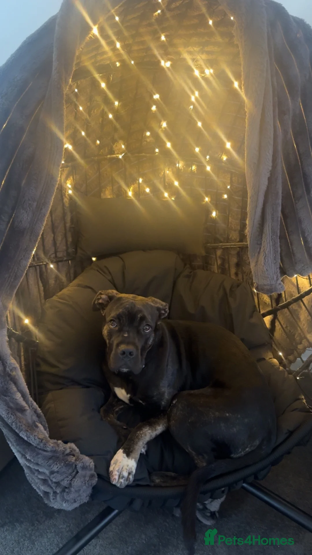 Mixed Breed dogs for sale: Cane corso x pressa canario in Fraserburgh - Advert 1