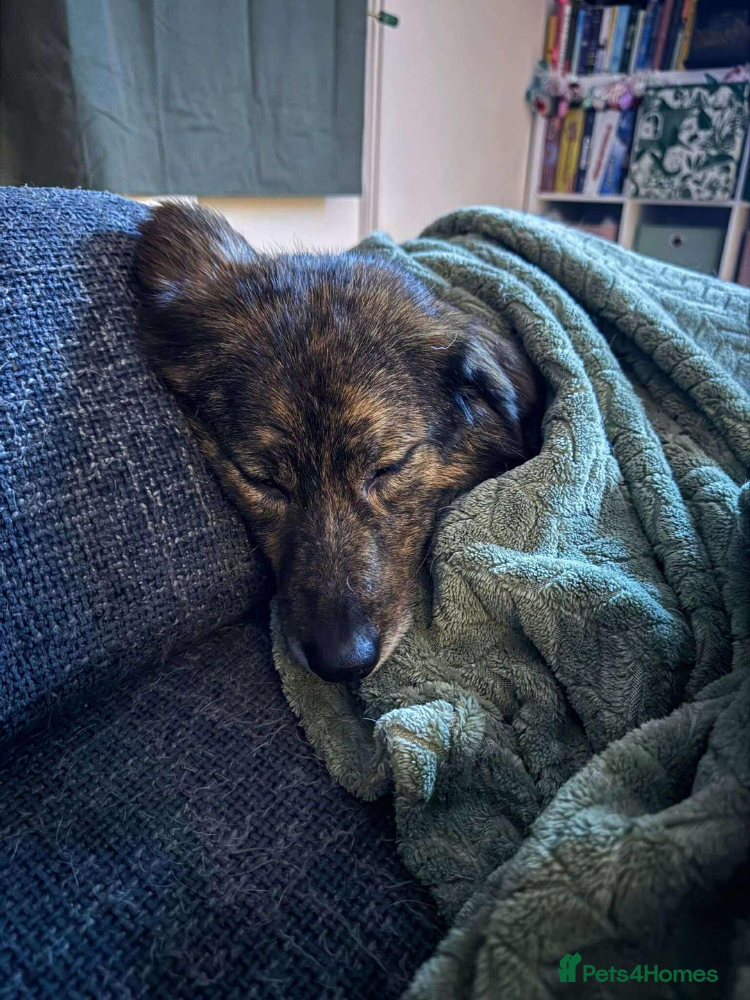 Mixed Breed dogs for adoption: Dara for adoption - Advert 4