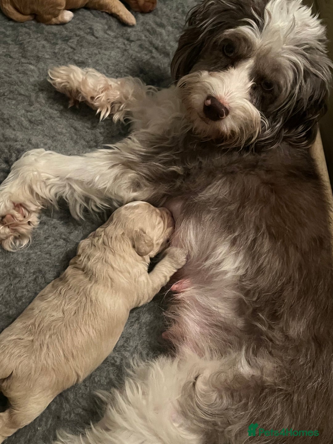 Cavapoo dogs for sale: 1 beautiful male available 4 weeks old - Advert 5