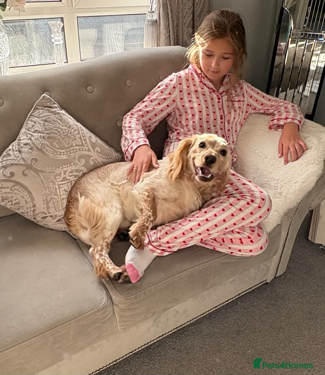 Cocker Spaniel dogs for sale: cocker spaniel puppies  - Advert 2