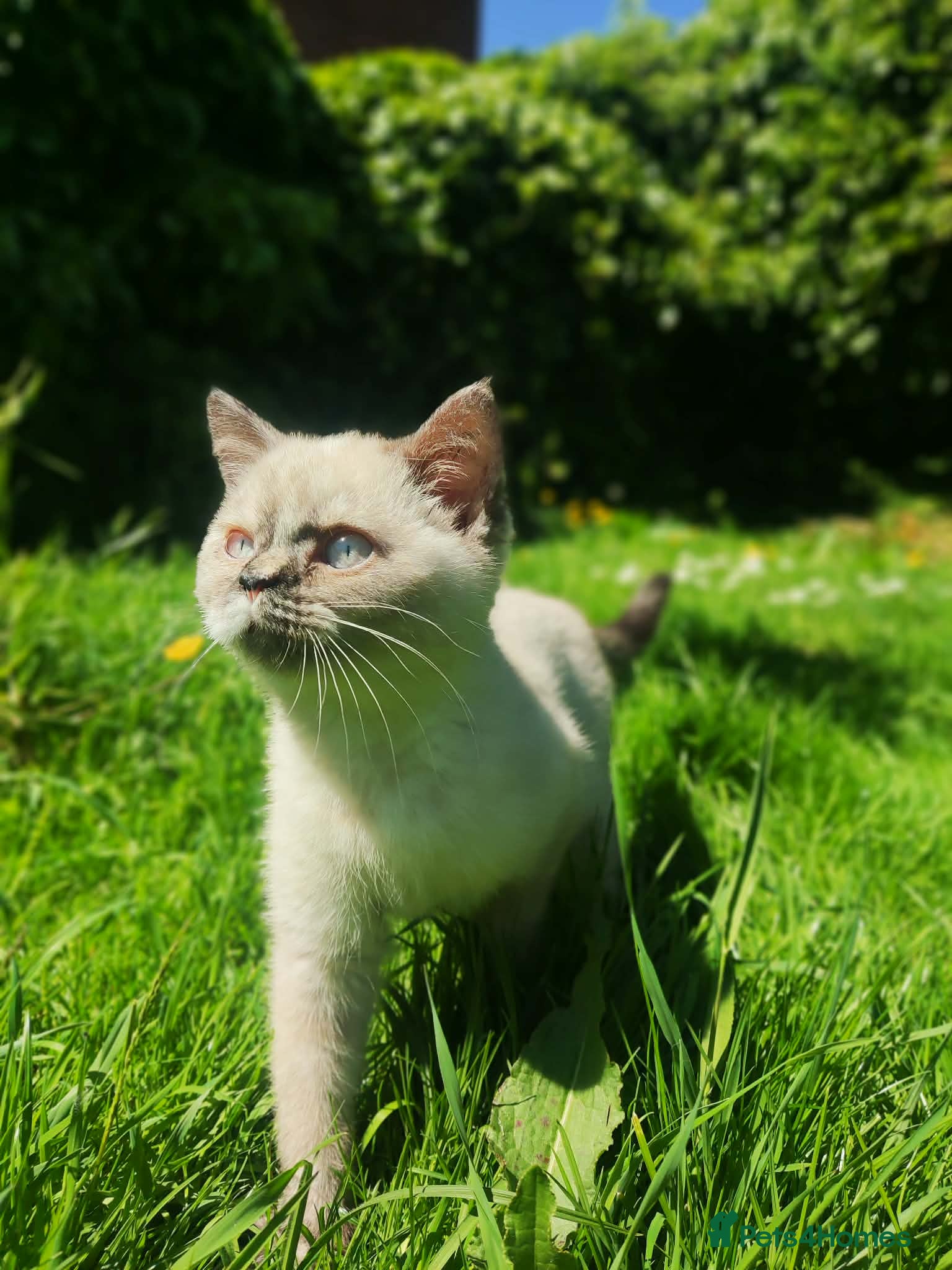 British Shorthair cats BSH Kittens | Black & Silver | Ready | Preston - Advert 8