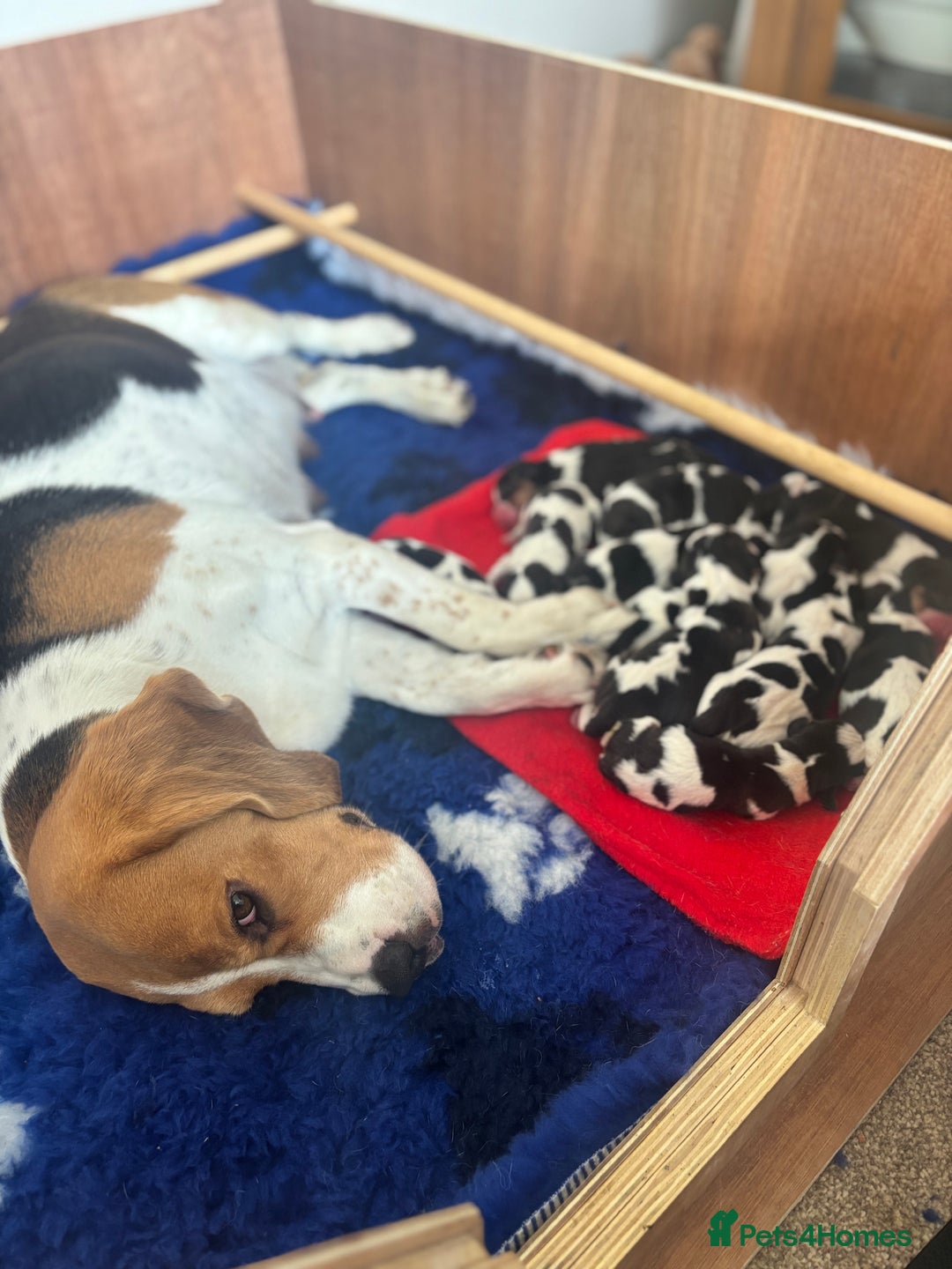Beagle dogs for sale: Champion Sired KC reg Beagle Puppies - Image 2