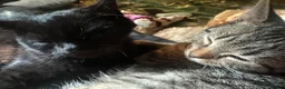 Mixed Breed cats for sale: 3 kittens for sale - Advert 5