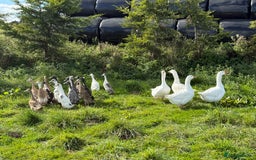 Geese poultry for sale: Quad of Embden Geese - Image 6