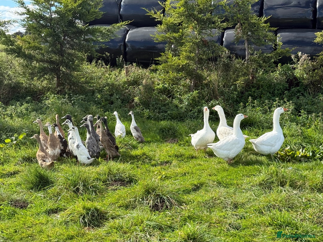 Geese poultry for sale: Quad of Embden Geese - Image 6