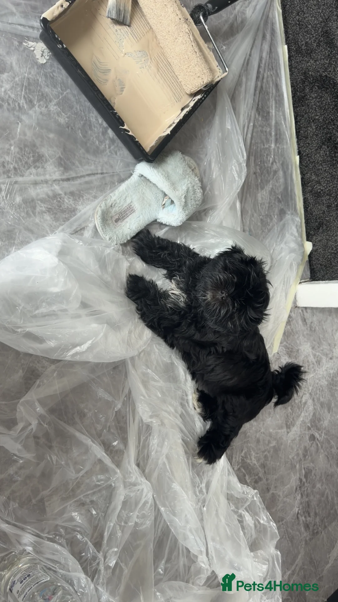 Shih Tzu dogs for sale: Shih zue pup  - Advert 2