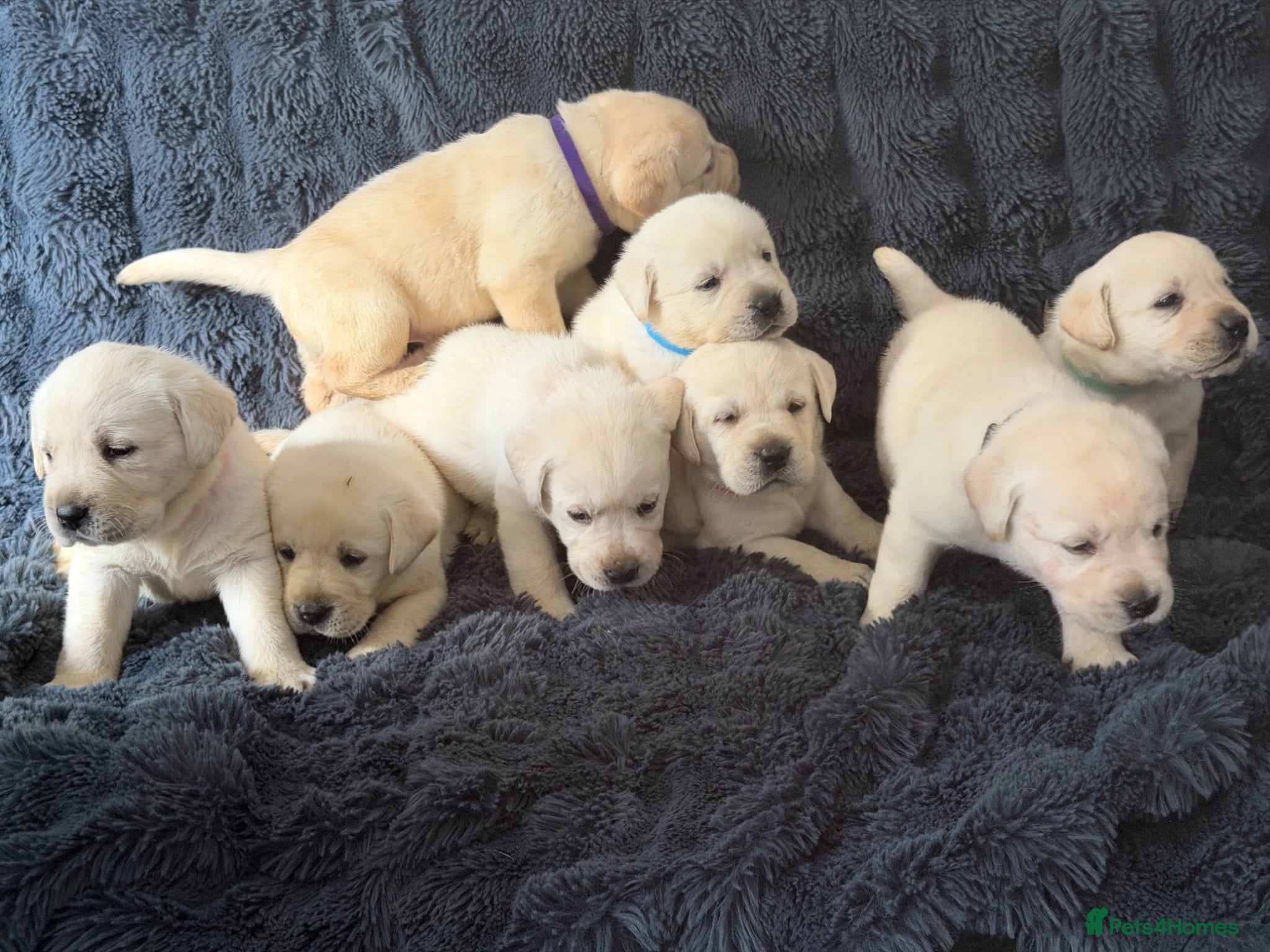 Labrador Retriever dogs 🐾 Outstanding Champion-line Labrador Puppies  🐾 - Advert 2