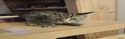 Mixed Breed cats for sale: 4 lovely female kittens ready now - Advert 3
