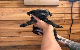 Mixed Breed dogs for sale: Staff/lab/collie pups  - Advert 7