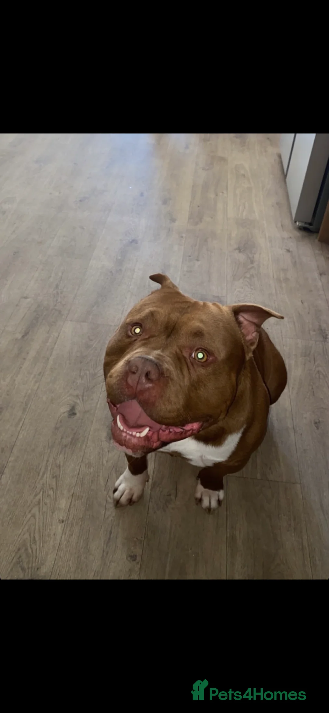 American Bully dogs for stud: Pocket Bully For Stud  - Advert 5