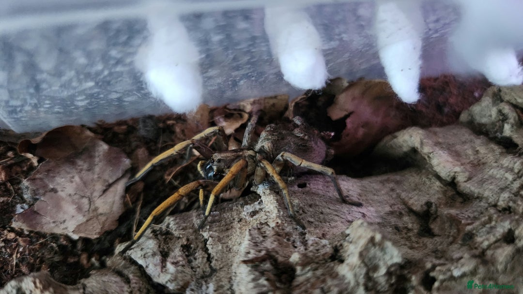 Spiders invertebrates for sale: Madeira Wolf Spiderlings - Image 3
