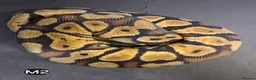 Python Snake reptiles for sale: Royal Pythons Male and Females  - Advert 12