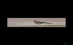 Canaries birds for sale: Two Canary Birds for sale, £20 each - Image 20
