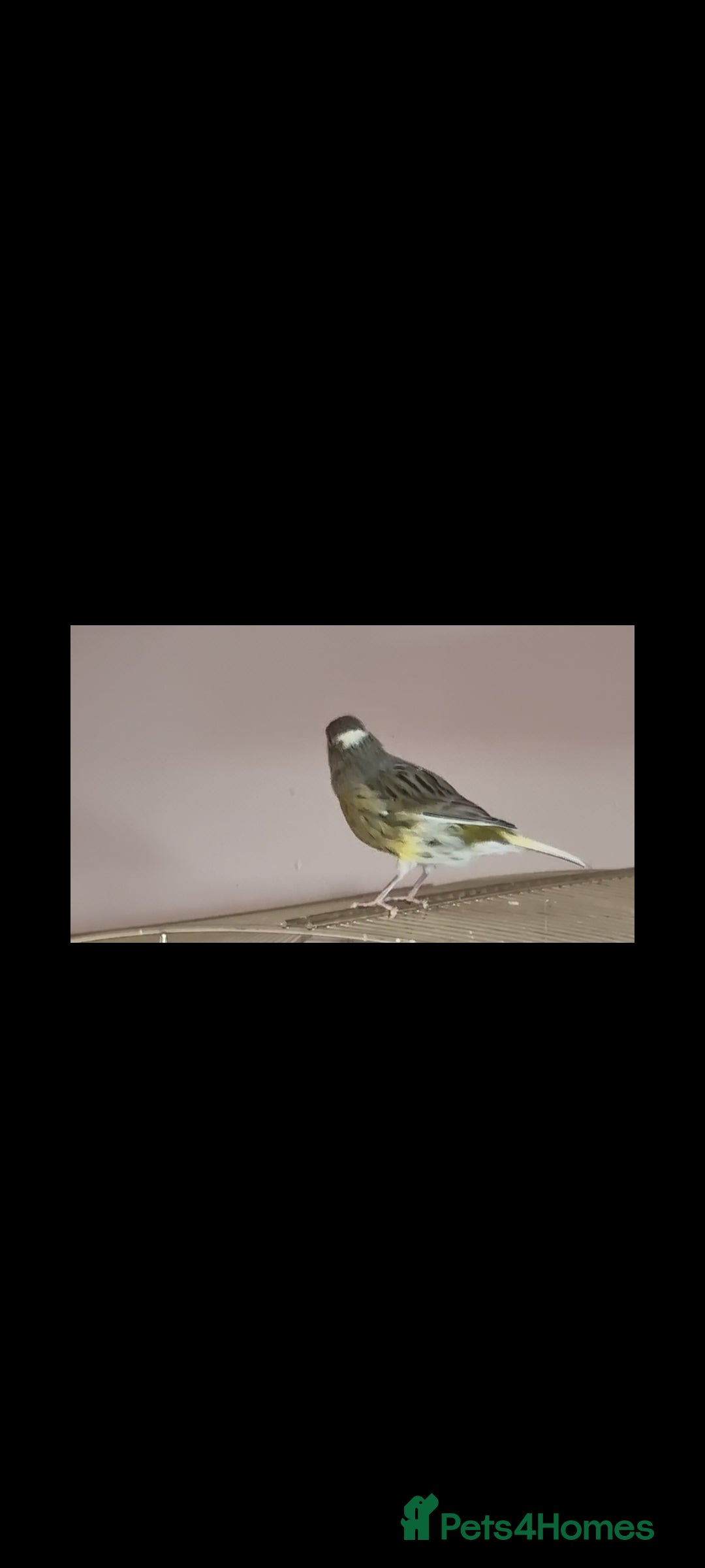 Canaries birds for sale: Two Canary Birds for sale, £20 each - Image 20