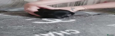Dachshund 3
