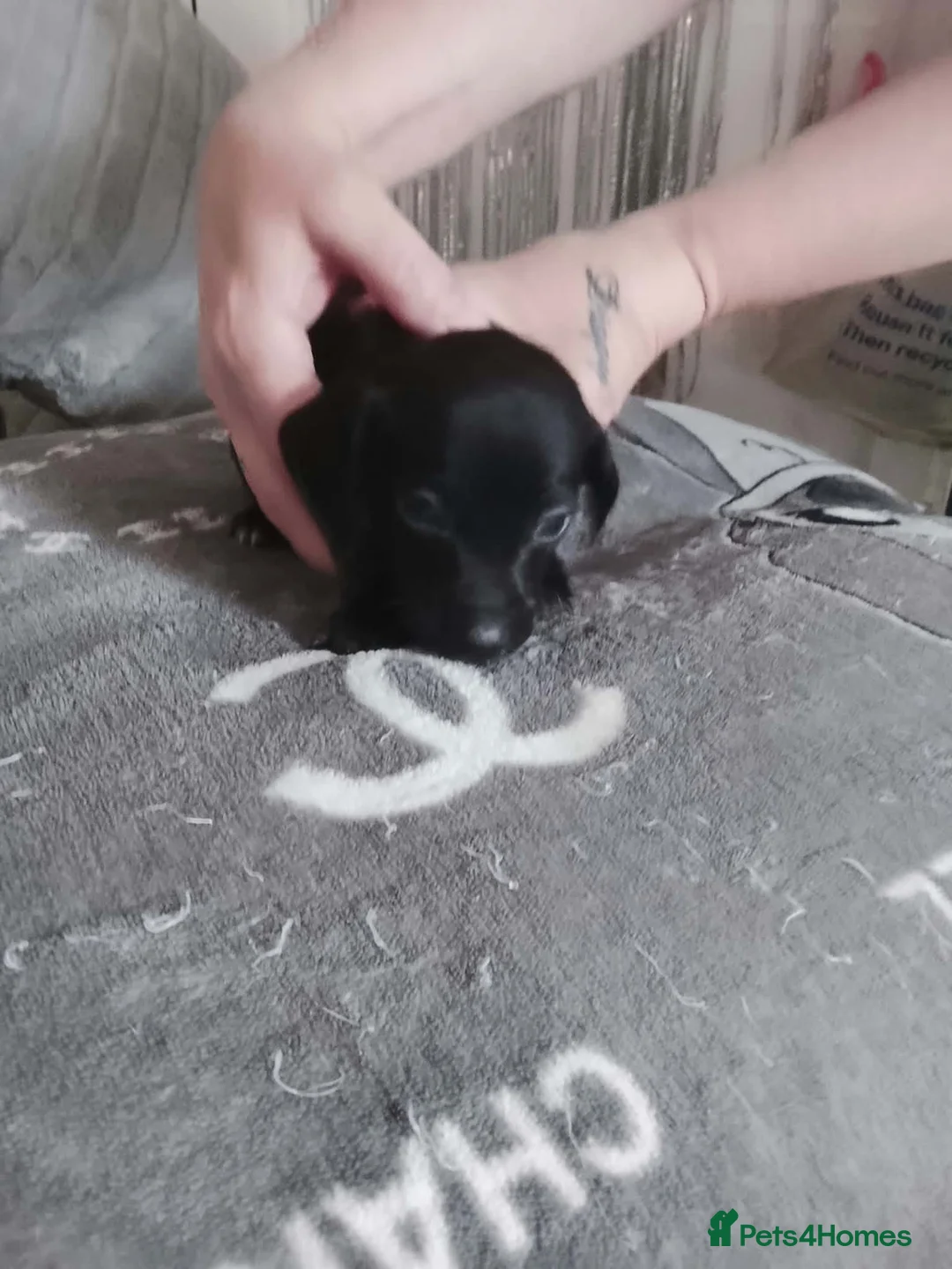 Dachshund dogs for sale: Beautiful Dutchhound puppy's ready to leave  - Advert 2