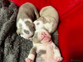 English Bulldog dogs 3 beautiful English bull dogs - Advert 6