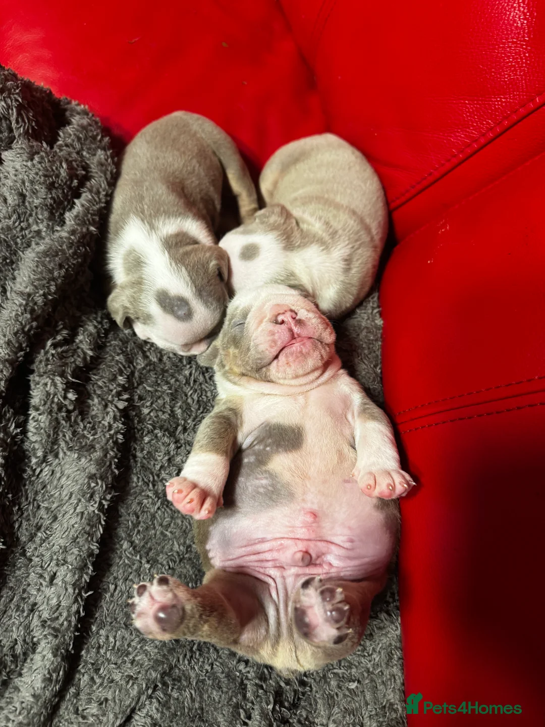English Bulldog dogs for sale: 3 beautiful English bull dogs - Advert 1