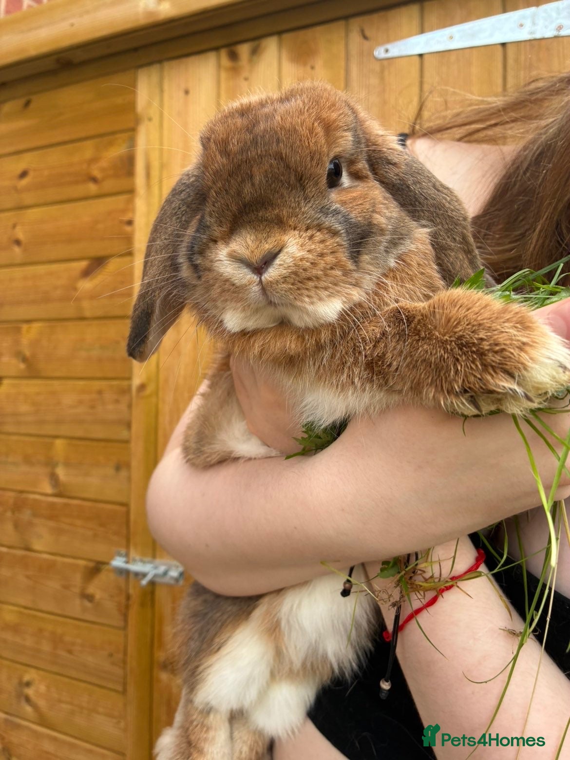 Mini Lop rabbits gorgeous mini lop - Advert 6