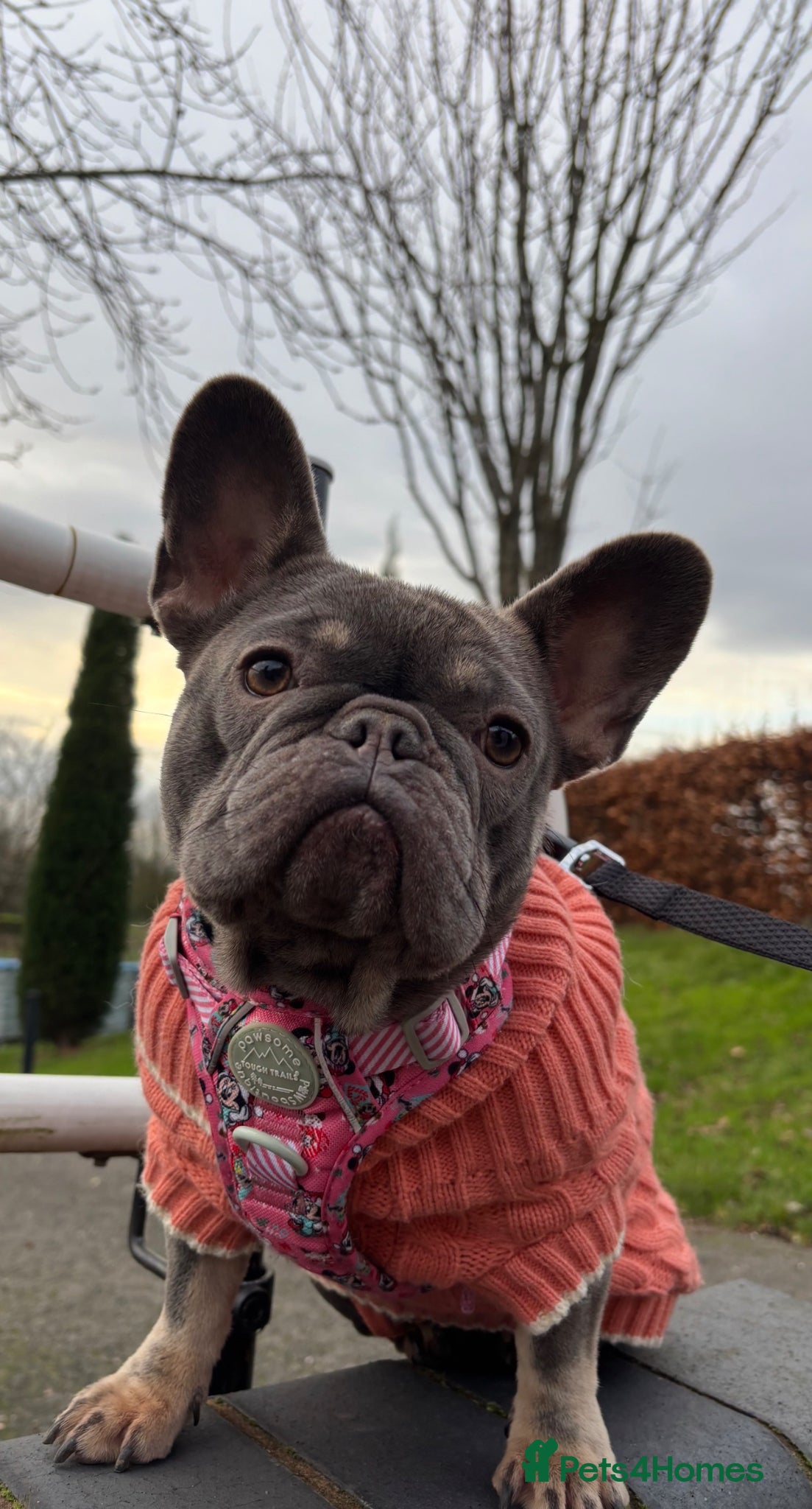 French Bulldog dogs for sale: Bambi French bulldog  - Advert 1
