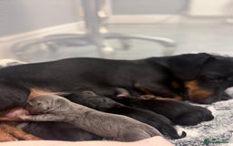 Miniature Dachshund dogs for sale: 🐾 Miniature Dachshund Puppies for Sale 🐾 - Image 3