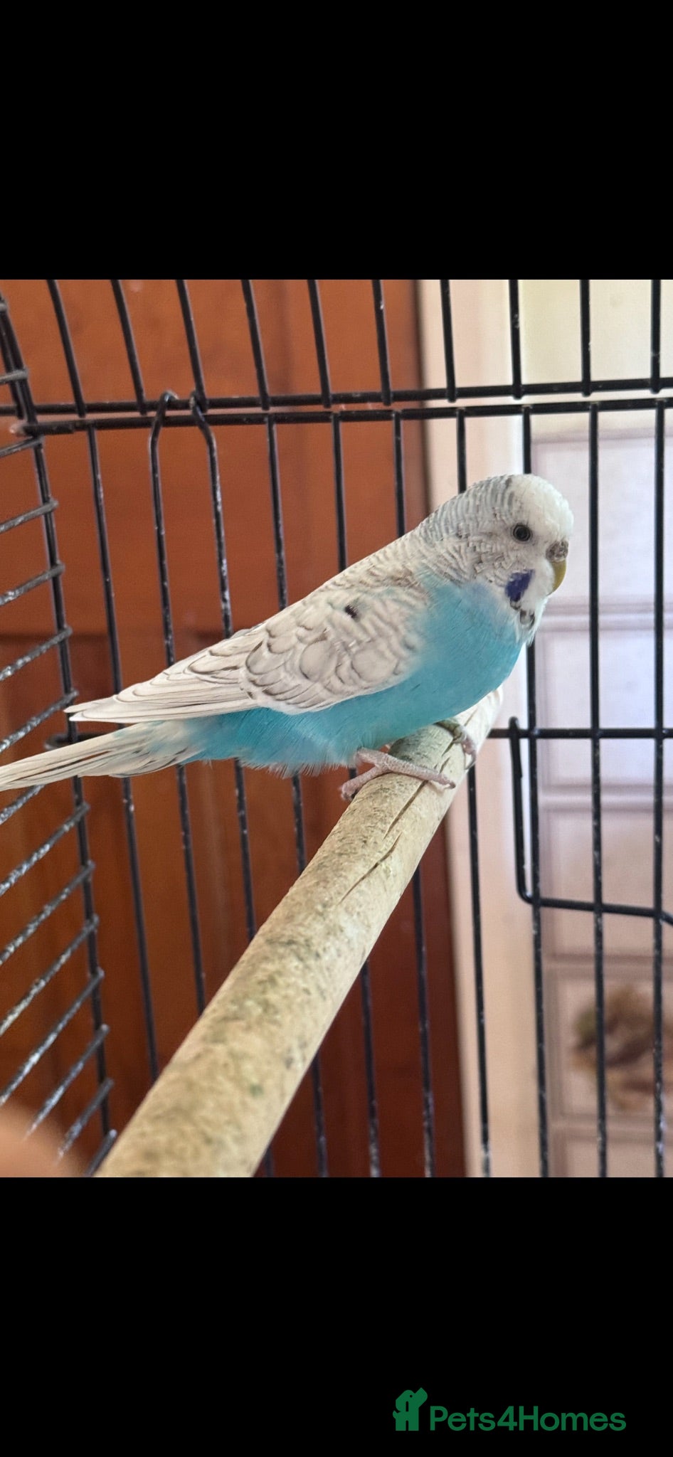 Budgerigars birds Budgies  - Advert 1