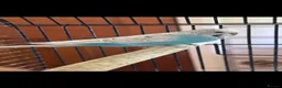 Budgerigars birds for sale: Budgies  in Stockport - Advert 1