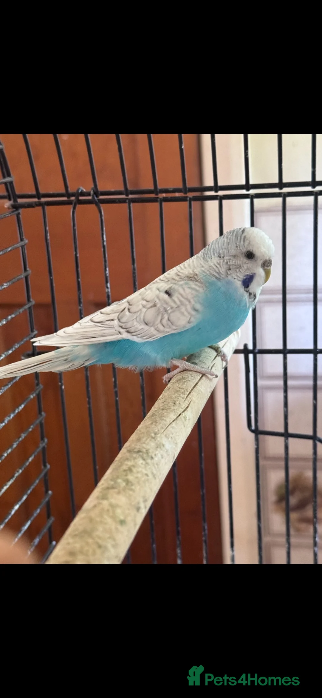 Budgerigars birds for sale: Budgies  in Stockport - Advert 1