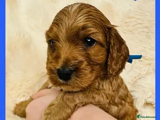 Cockapoo dogs Stunning F1 Toy Cockapoo Puppies - Advert 3