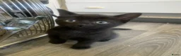 Mixed Breed cats for sale: Kittens ready for new homes  in Mountain Ash - Advert 3