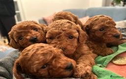 Toy Poodle dogs for sale: Stunning Fox Red Toy Poodles - Image 37
