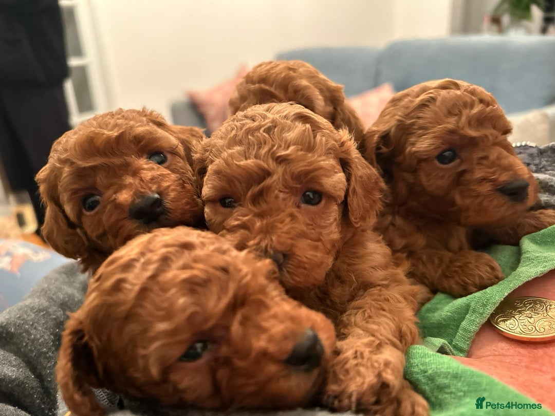 Toy Poodle dogs for sale: Stunning Fox Red Toy Poodles - Image 37