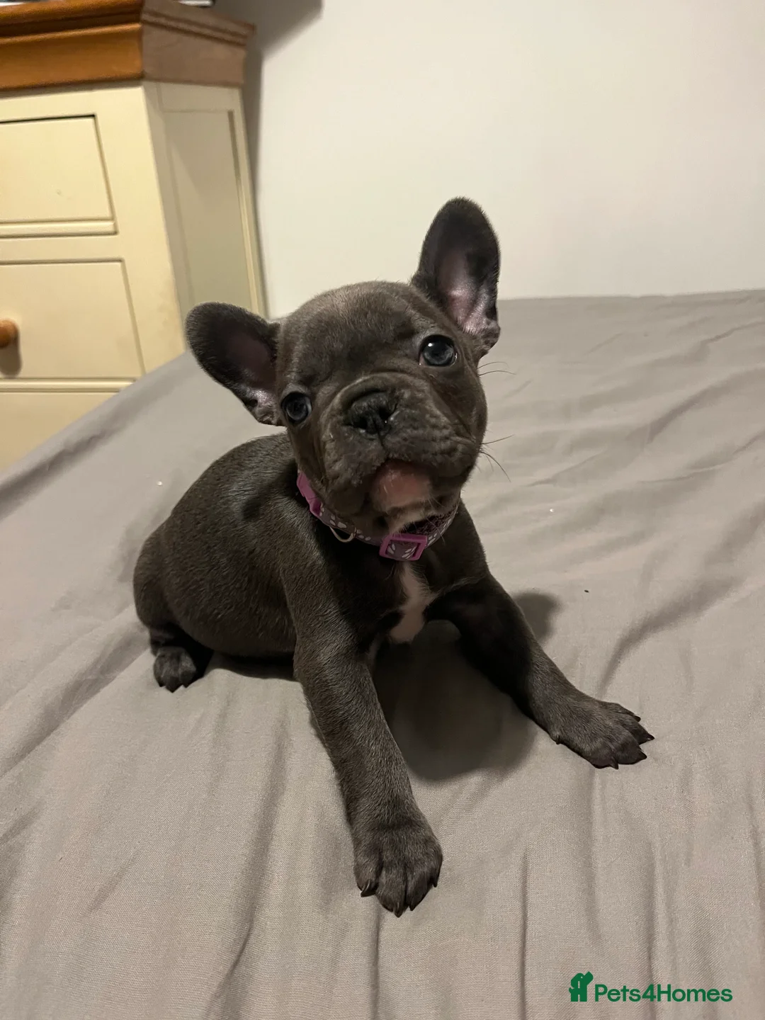 French Bulldog dogs for sale: REDUCED £800 French bulldog puppies - Advert 3